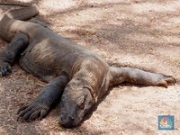 Kabar Terbaru: Benarkah Komodo Terancam Punah?