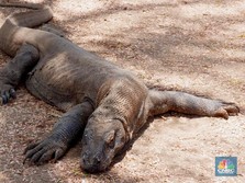 Kabar Terbaru: Benarkah Komodo Terancam Punah?