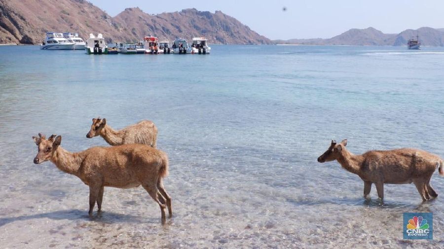 Pulau Padar juga diterima sebagai Situs Warisan Dunia UNESCO, karena berada dalam wilayah Taman Nasional Komodo