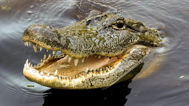 Pria Colok Mata Buaya Supaya Lolos Dari Terkaman
