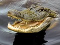 Pria Colok Mata Buaya Supaya Lolos Dari Terkaman