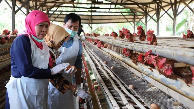 Khofifah Imbau Masyarakat Tak Usah Cemas Konsumsi Telur Jatim