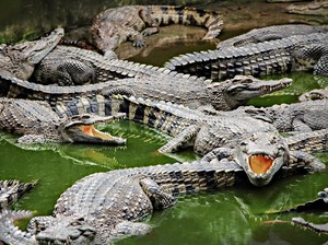 Ini 6 Hewan Paling Setia dengan Pasangannya, Apakah Ada Buaya?