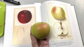 Ahli botani dari Temperate Orchard Conservancy, Joanie Cooper membandingkan sebuah apel langka dengan apel yang dilukis dengan ilustrasi cat air pada buku Departemen Pertanian AS di labnya di Molalla, Oregon. (AP Photo/Gillian Flaccus)