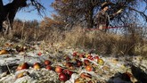 Buah apel berjatuhan dari pohonnya di Washington timur dan Idaho utara. (AP Photo/Ted S. Warren)