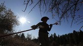 Memetik buah apel langsung dari pohonnya menciptakan rasa kesenangan tersendiri bagi yang merasakannya. (AP Photo/Ted S. Warren)