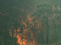 Bank Dunia: Kerugian Kebakaran Hutan RI Capai Rp 72,95 T