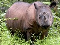 Badak Sumatera Terakhir Malaysia Mati