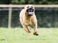 6 Langkah Pertolongan Pertama Saat Digigit Anjing