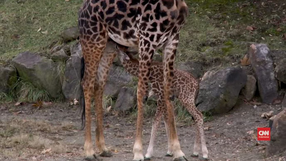 VIDEO: Kebun Binatang AS Sambut Kelahiran Bayi Jerapah