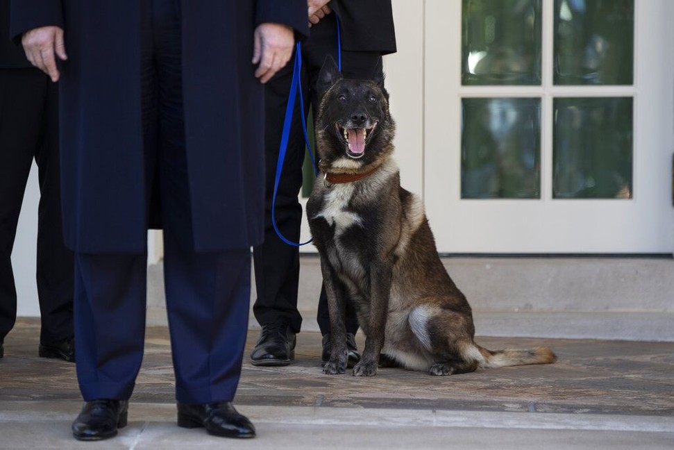 Ini Dia! Anjing Conan yang Membantu Pengejaran Bos ISIS