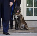 Ini Dia! Anjing Conan yang Membantu Pengejaran Bos ISIS