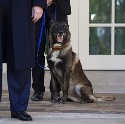 Ini Dia! Anjing Conan yang Membantu Pengejaran Bos ISIS