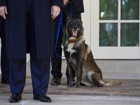Ini Dia! Anjing Conan yang Membantu Pengejaran Bos ISIS