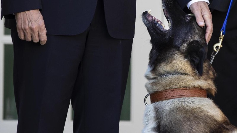 Donald Trump menunjukan sosok anjing Conan yang membantu pengejaran bos ISIS Abu Bakar Al-Baghdadi