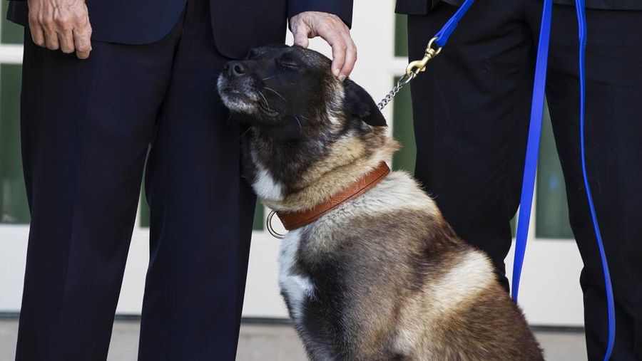 Donald Trump menunjukan sosok anjing Conan yang membantu pengejaran bos ISIS Abu Bakar Al-Baghdadi