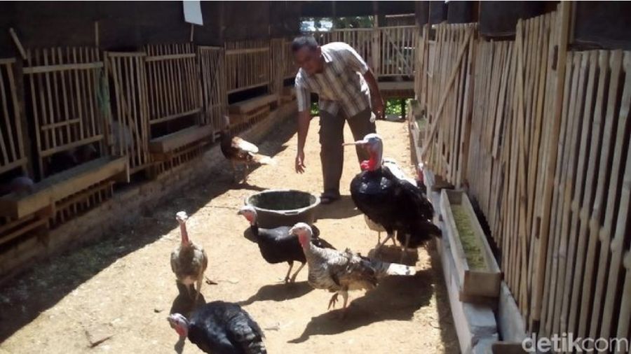 Ayam Kalkun/Detikcom
