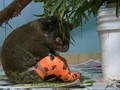 VIDEO: Lewis, Koala Korban Karhutla Australia Mati