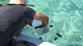 Pulau Kuriat, Habitat Penyu yang Bisa Hidup Ratusan Tahun