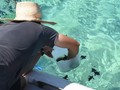 Pulau Kuriat, Habitat Penyu yang Bisa Hidup Ratusan Tahun
