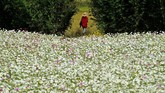 Seorang perempuan berjalan di padang bunga di Distrik Pingchang di Taoyuan, Taiwan bagian Utara. (Photo by Sam Yeh / AFP)