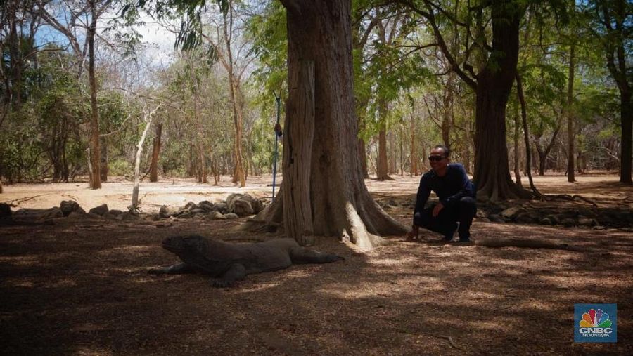 Pemerintah berencana membuat Pulau Komodo sebagai objek wisata eksklusif skala internasional dengan biaya tiket masuk US$ 1.000 atau Rp 14 juta