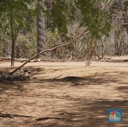 Mulai 1 Agustus, Tiket Masuk Pulau Komodo Rp3,75 Juta/Orang
