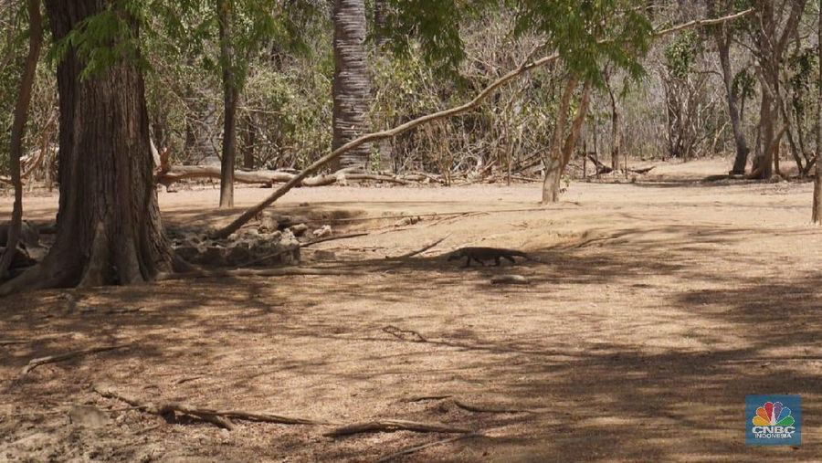Pulau Komodo (CNBC Indonesia/Gustidha Budiarti)