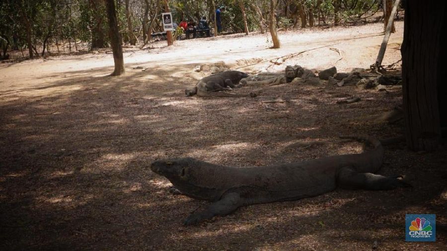 Pemerintah berencana membuat Pulau Komodo sebagai objek wisata eksklusif skala internasional dengan biaya tiket masuk US$ 1.000 atau Rp 14 juta