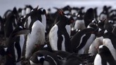 Pengun Gentoo (Pygoscelis Papua) di Yankee Harbour, South Shetland Islands, Antartika. (AFP/Johan Ordonez)