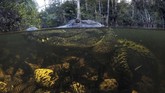 Seekor buaya mencari mangsa di rawa-rawa Taman Nasional Everglades. (AP Photo/Robert F. Bukaty)