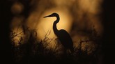Taman Nasional Everglades dihuni berbagai jenis burung termasuk burung Flamingo. (AP Photo/Robert F. Bukaty)