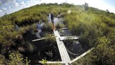 Tiffany Troxler, seorang ilmuwan riset dari Universitas Florida berjalan di jalan setapak di sebuah situs penelitian di Taman Nasional Everglades. (AP Photo/Robert F. Bukaty)