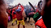 Beberapa orang mengangkat dan mengayunkan senjata dalam Gadhimai Festival, mengucurkan darah hewan demi sang dewa. (Photo by PRAKASH MATHEMA / AFP)