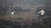 Tahun ini adalah penyelenggaraan Gadhimai Festival pertama sejak pengadilan meminta pemerintah mencegah pertumpahan darah pada 2015, meski ribuan hewan tetap dibunuh dalam dua hari. (AP Photo/Samir Shrestha)