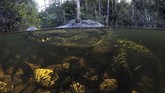 Seekor buaya perairan di Big Cypress National Preserve di Florida pada Rabu (30/10). (AP Photo/Robert F. Bukaty)