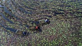 Penduduk desa memetik kastanye air dari sebuah kolam di Kanpur, negara bagian Uttar Pradesh, India pada Rabu (4/12). (AP Photo/Rajesh Kumar Singh)