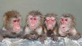 Monyet Jepang yang tengah berendam di sumber air panas di Kebun Raya Tropis Hakodate di Hakodate, pada Minggu, (1/12). (Yohei Fukai/Kyodo News via AP)