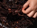 FOTO: Tarantula Goreng, Si Renyah Camilan Unik dari Kamboja
