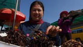 Namun, camilan tarantula kian termakan zaman. Hutan-hutan Kamboja--yang sebelumnya jadi 'ladang' tarantula--dengan cepat tergantikan oleh kebun mete dan karet. Belum lagi ancaman penebangan kayu ilegal. (Photo by TANG CHHIN Sothy / AFP)