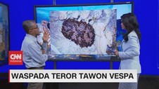 VIDEO: Fakta Seputar Tawon Vespa