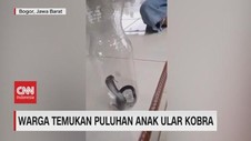 VIDEO: Warga Temukan Puluhan Anak Ular Kobra
