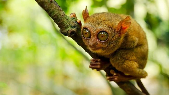 Menyambangi Habitat Monyet Hantu Di Bukit Peramun