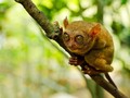 Menyambangi Habitat 'Monyet Hantu' di Bukit Peramun