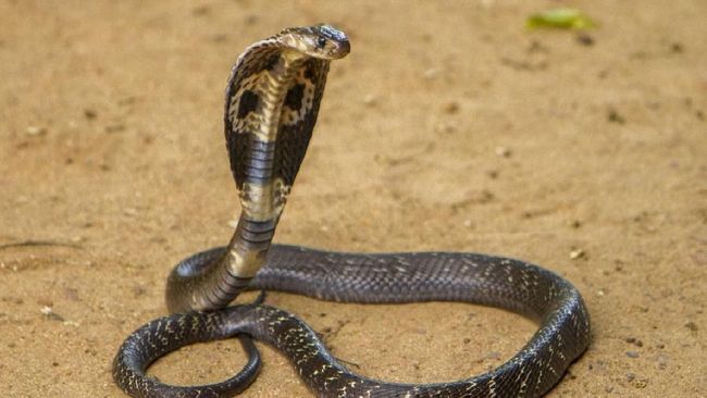 Belasan Ular Kobra Ditemukan di Kamar Mandi Warga Jakbar