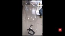 VIDEO: Warga Cari Ular Kobra