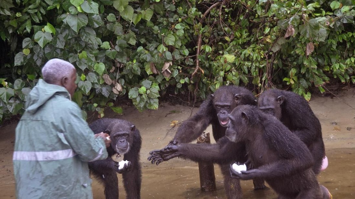 Ilmuwan Kaget Lihat Perilaku Simpanse Serupa dengan Budaya Manusia