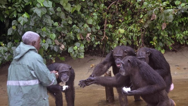 Ilmuwan Kaget Lihat Perilaku Simpanse Serupa dengan Budaya Manusia