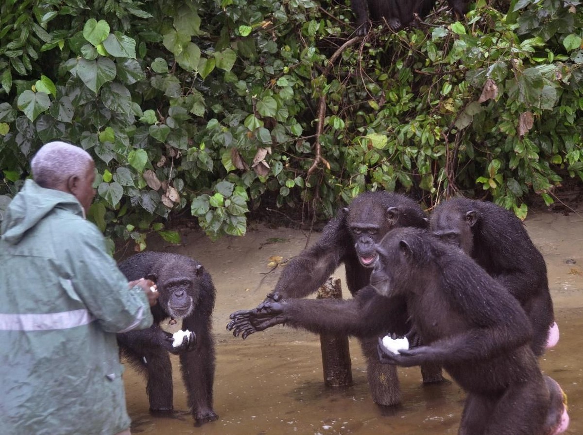 Perang Saudara Simpanse Terbesar Dunia Ungkap Rahasia Konflik Sosial