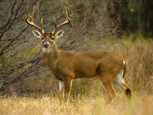 Rusa Koleksi Taman Sriwedari Solo Lepas, Kabur hingga Sukoharjo